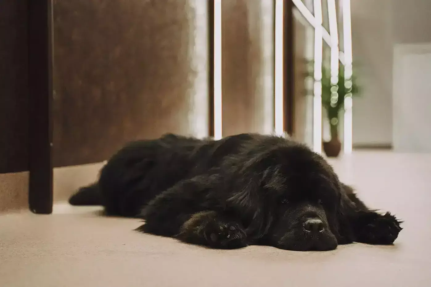 dog lying on floor